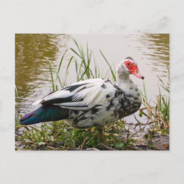 Carte postale Muscovy Duck (Devant)