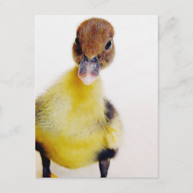 Carte Postale Muscovy Duckling (Devant)