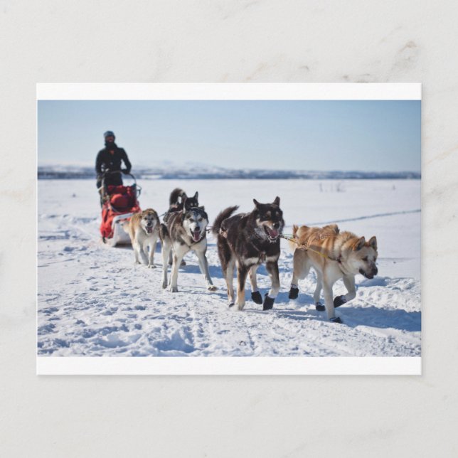Carte Postale Musculation des chiens en Alaska (Devant)