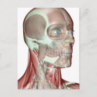 Musculosquelette de la tête et du cou 5