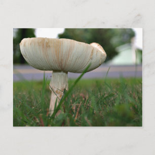Carte Postale Mushrom