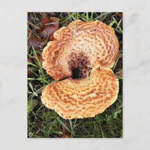 Carte Postale Mushroom in the Forest