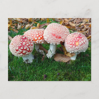 Carte Postale mushroom town