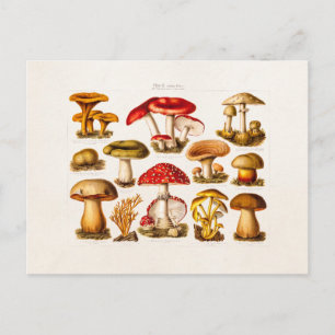 Carte Postale Mushrooms de la variety rouge