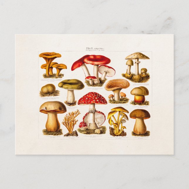 Carte Postale Mushrooms de la variety rouge (Devant)