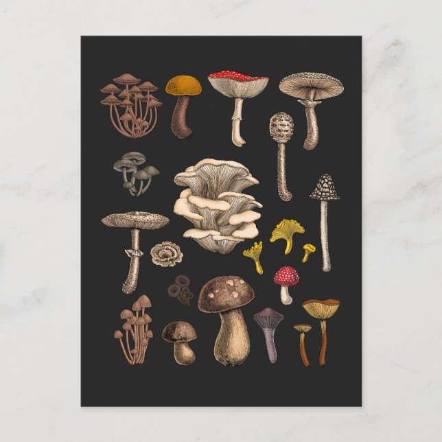 Carte Postale Mushrooms sauvages (Devant)