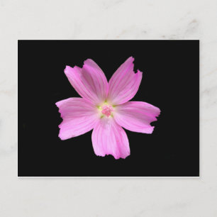 Carte Postale Musk-mallow