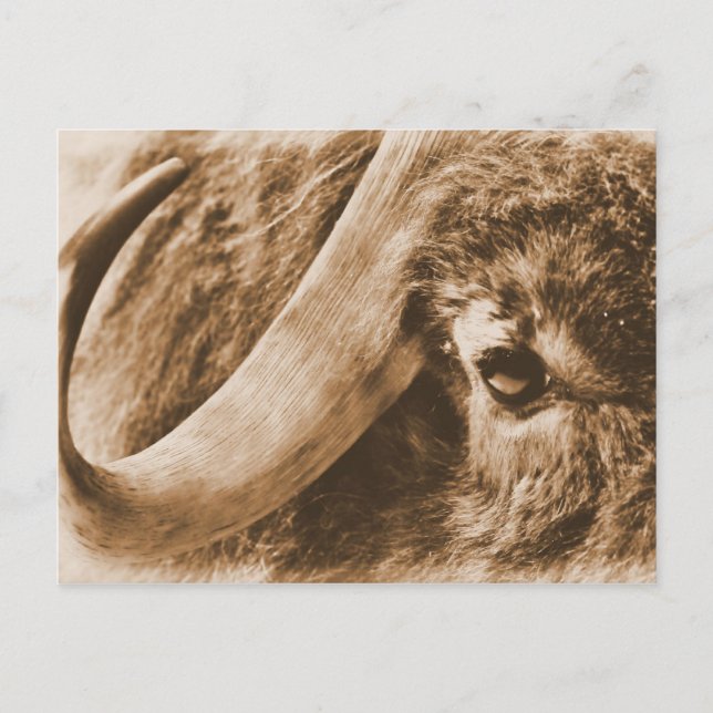 Carte Postale Muskox (Devant)