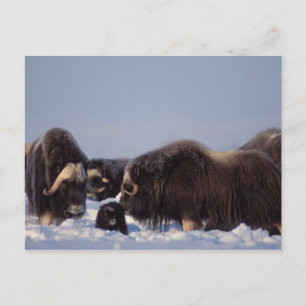 Carte Postale muskox, moschatus d'Ovibos, taureau et vache avec