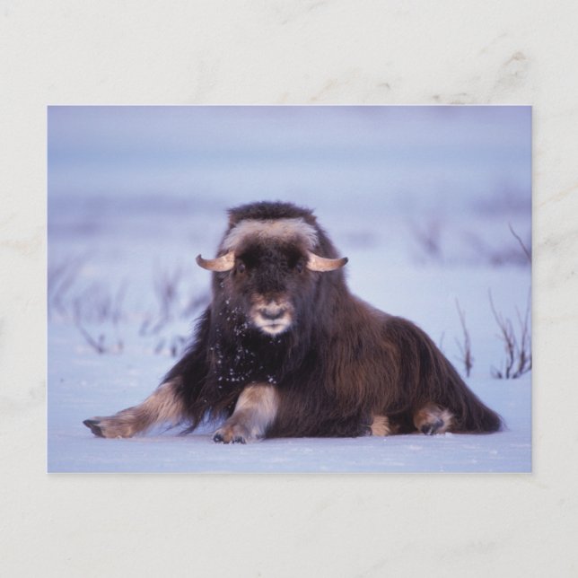 Carte Postale muskox, Ovibos moschatus, jeune taureau (Devant)