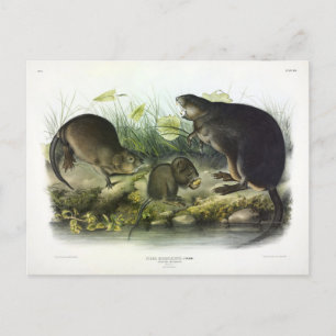 Carte Postale Muskrat de Quadrupeds of North America d'Audubon