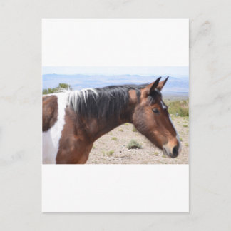 Carte Postale Mustang