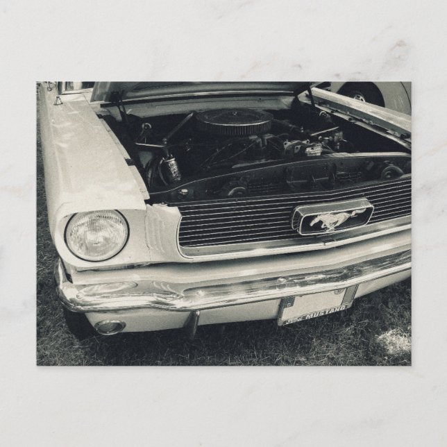 Carte postale Mustang (Devant)