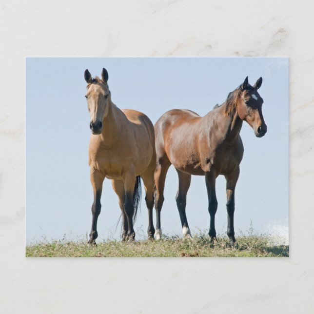 Carte postale Mustang Horse Pair (Devant)