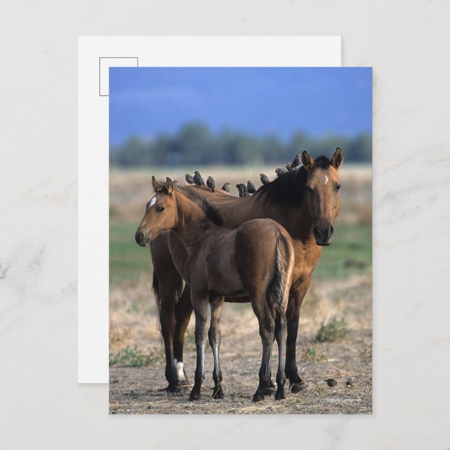 Carte Postale Mustang Mare et poulain debout avec les oiseaux (Devant / Derrière)