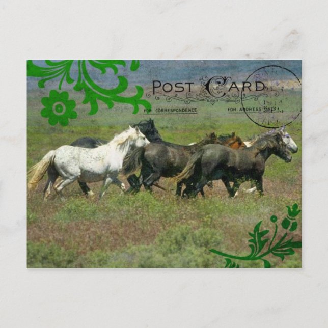 Carte postale Mustangs (Devant)