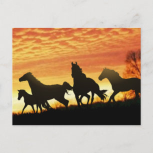 Carte Postale Mustangs sauvages