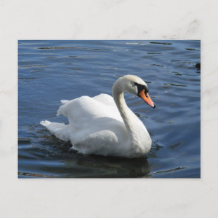 Carte postale Mute Swan