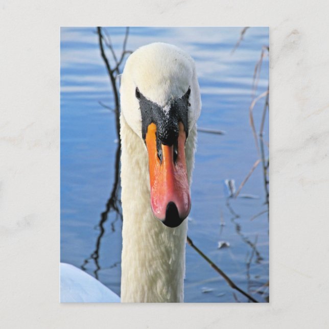Carte Postale Mute Swan (Devant)