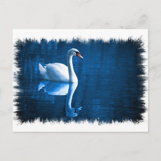 Carte postale Mute Swan (Devant)