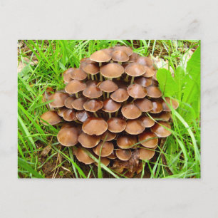 Carte postale Mycena inclinata Mushroom