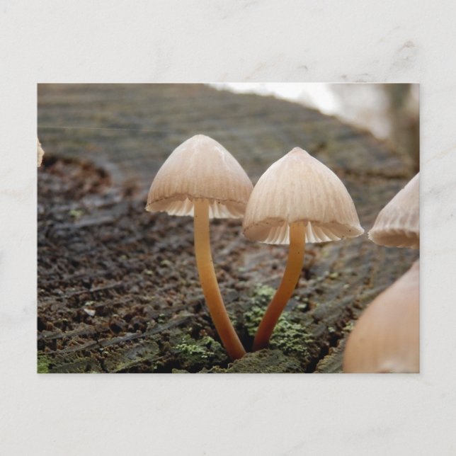 Carte postale Mycena inclinata Mushroom (Devant)