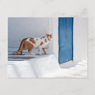 Carte Postale Mykonos cat - Postcard