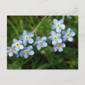Carte Postale Myosotis des marais