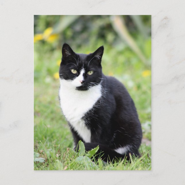 Carte Postale Myrdha le chat (Devant)
