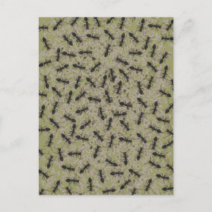Carte Postale Myrmecophobie