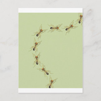 Carte Postale Myrmoteras Binghami, Ants