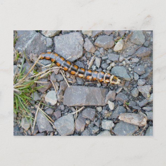 Carte postale Mystery Critère (Devant)