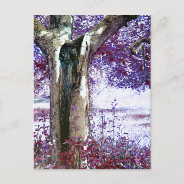 Carte Postale Mystical tree (Devant)