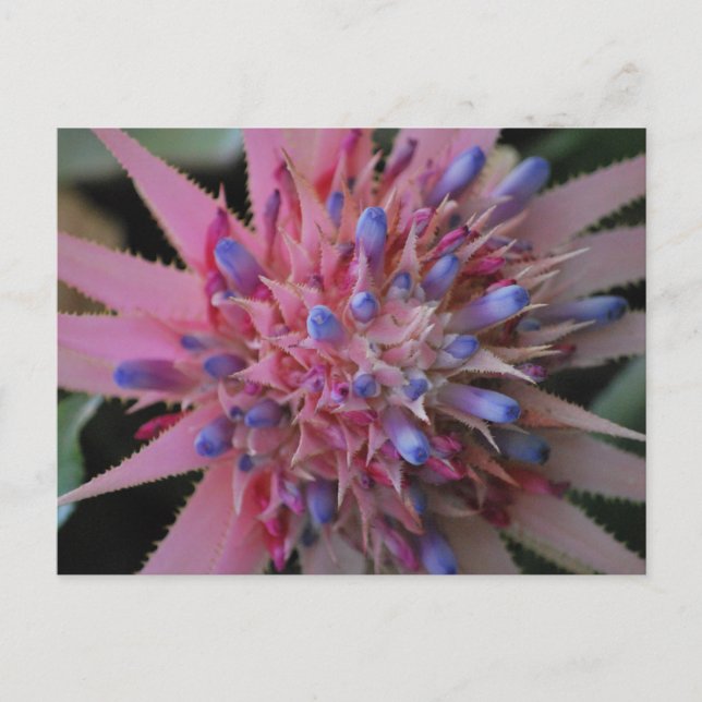 Carte postale n°2 rose et bleu (Devant)