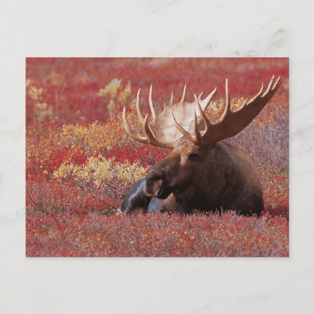 Carte Postale N.A., Etats-Unis, Alaska, parc national de Denali, (Devant)