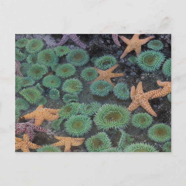 Carte Postale N.A., États-Unis, Washington, Parc National Olympi (Devant)