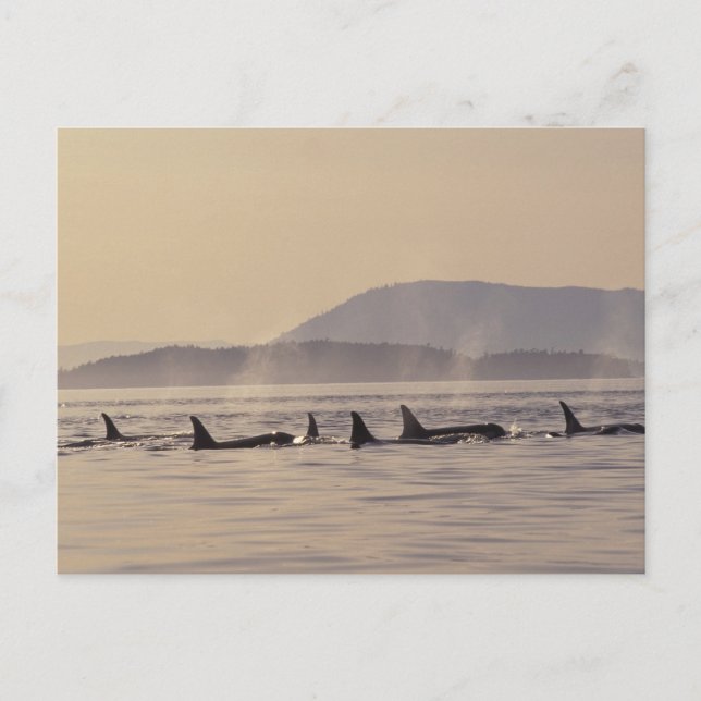 Carte Postale N.A., orque des Etats-Unis, Washington, îles de (Devant)