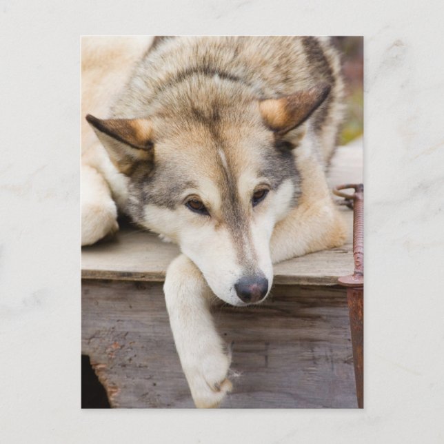 Carte Postale N.A., USA, Alaska. Chiens Husky (Devant)
