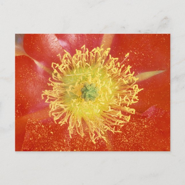 Carte Postale N.A., USA, Arizona, Casa Grande, NM, Désert (Devant)