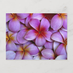 Carte Postale N.A., USA, Maui, Hawaii. Plumeria rose fleurit.