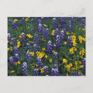 Carte Postale N.A., USA, Texas, Marble Falls, Blue Bonnets