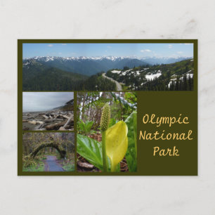 Carte Postale N.P. olympique (Hurricane Ridge, Kalaloch, Hoh)