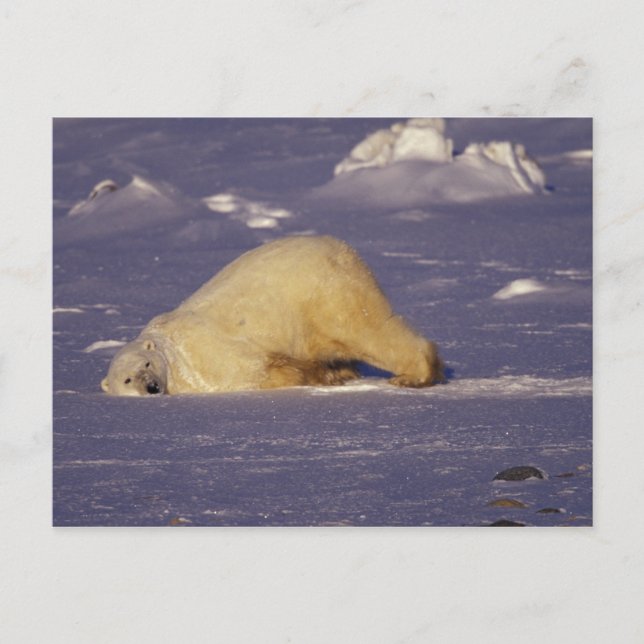 Carte Postale NA, Canada, Manitoba, Churchill, Ours polaire (Devant)