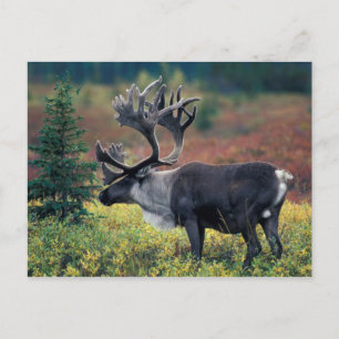 Carte Postale NA, États-Unis, Alaska, Denali NP, Bull caribou 3
