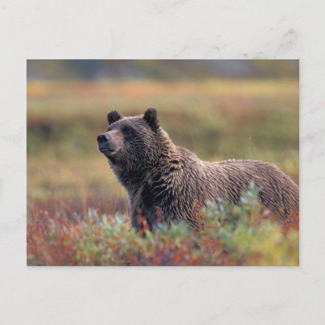 Carte Postale NA, États-Unis, Alaska, Denali NP, Grizzly (Devant)