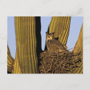 Carte Postale NA, États-Unis, Arizona, Tucson. Grand-duc d'Améri