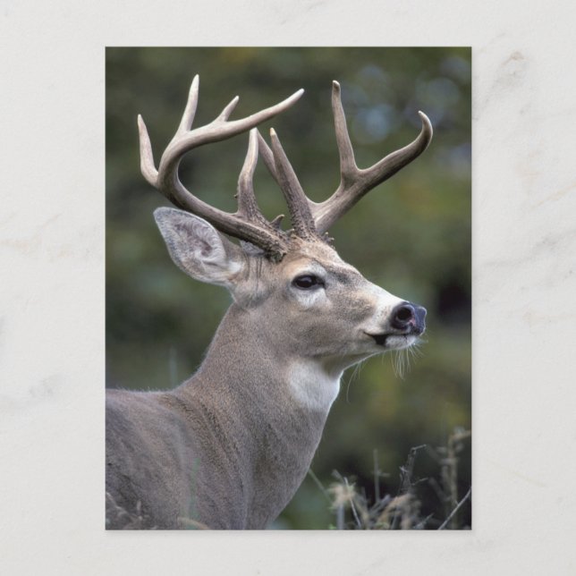 Carte Postale NA, États-Unis, État de Washington, cerf de Virgin (Devant)