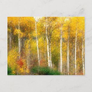 Carte Postale NA, États-Unis, Washington, arbres trembles d'auto