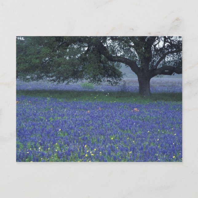 Carte Postale NA, Texas, Devine, Chêne et bleuets (Devant)