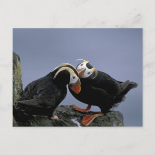 Carte Postale NA, USA, Alaska, Mer de Béring, Pribilofs. Tufé